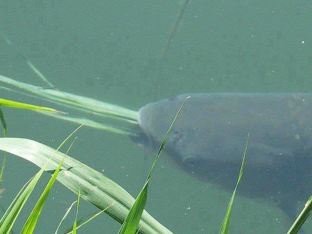 foto bune. - 1379228417138541719014335262361n.jpg